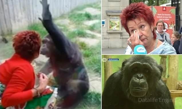 ბელგიაში ქალი შიმპანზესთან რომანის გამო ზოოპარკიდან გააძევეს