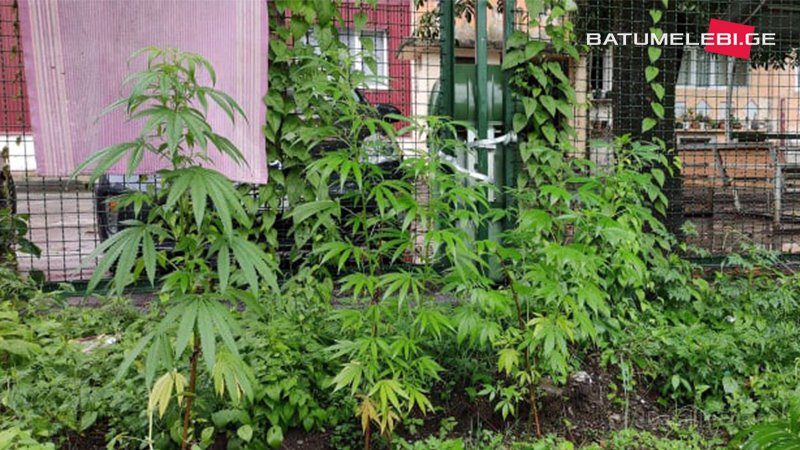 ბათუმში, სკოლის ეზოში, 3 ძირი მარიხუანა აღმოაჩინეს