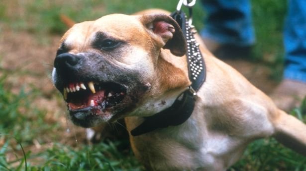 "პიტბული გაექცა პატრონს და ბავშვი და დედა დაკბინა... ბავშვის ხელი ძლივს გამოგლიჯეს, დედამ ძაღლს პირი ვერ გააღებინა..." - მძიმე შემთხვევა თბილისში