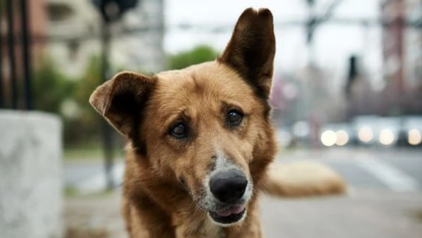 „ხალხო, ამოიღეთ ხმა“ - გორში ქუჩის ძაღლმა ბავშვი სასტიკად დაგლიჯა