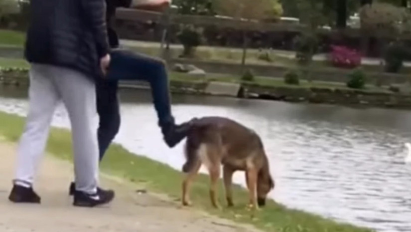 შემზარავი ვიდეო ბათუმიდან - ახალგაზრდებმა ძაღლი ტბაში წიხლით ჩააგდეს (+18)