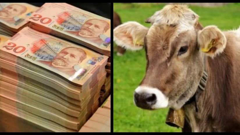 ძროხამ პატრონს თივაში დამალული 9 ათასი ლარი შეუჭამა - რა მოხდა მუხრანში?