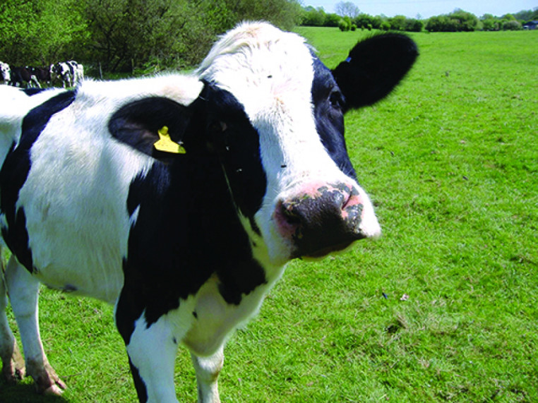 ძროხა იყიდე  800 ლარში, შემდეგ გაყიდე 1000 ლარში , იგივე ძროხა იყიდე კვლავ 1100 ლარში და გაყიდე 1300 ლარში - რამდენია შენი მოგება ?