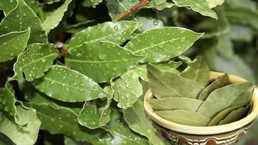 5 ცალი დაფნის ფოთოლი, შეკარით წითელი ძაფით... - თუ ფიქრობთ ვიღაცამ გაგთვალათ, ეს წაიკითხეთ