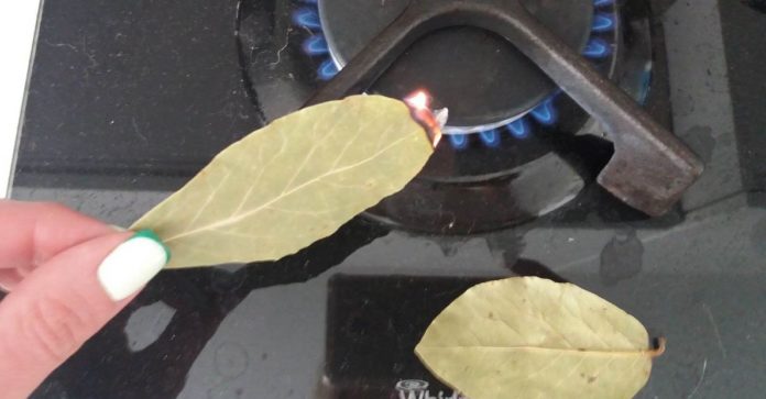 როდესაც ვგრძნობ, რომ ცხოვრებაში ყველაფერი უკუღმა მიდის, დაფნის ფოთოლს ცეცხლს ვუკიდებ