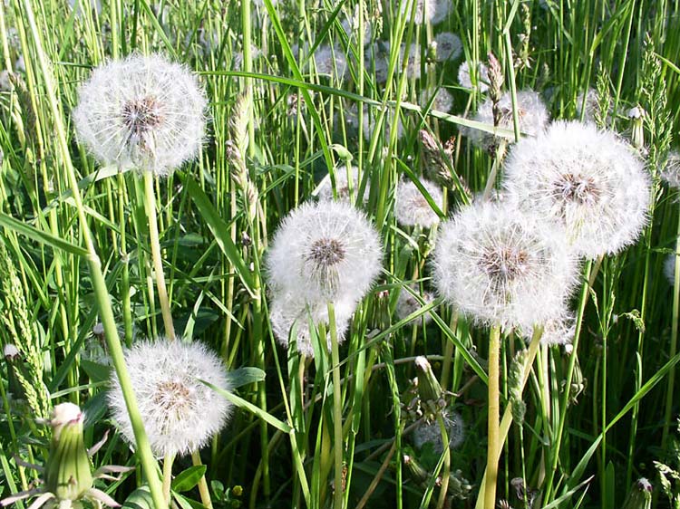 ებრძვის სიმსივნურ უჯრედებს, ანთებებს, ამცირებს შაქრის დონეს სისხლში - როგორ უნდა გამოვიყენოთ  ჯადოსნური ბაბუაწვერა სწორად ?