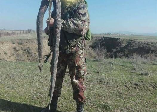 გიურზას შემოსევა თბილისში! ფრთხილად ხალხო მოდებულები არიან ნახეთ სად არის მათი გავრცელების არეალი