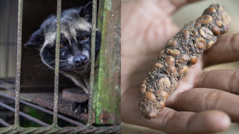ყველაზე ძვირად ღირებულ ყავას ცხოველის განავლიდან იღებენ