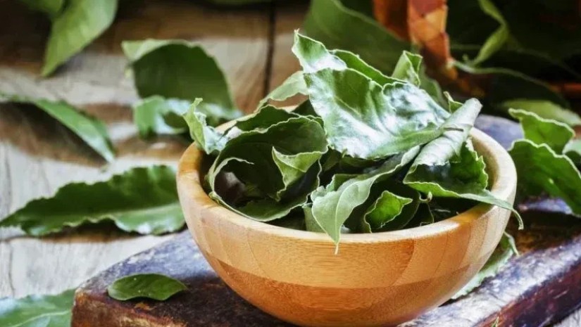 „ჩაყარეთ წყალში რამდენიმე ცალი…” - ეზოტერიკოსი დაფნის ფოთლის მაგიურ ძალაზე